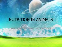 NUTRITION IN ANIMALS (1).pptx